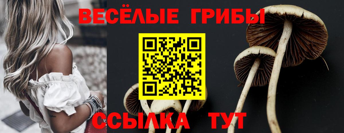Сызрань  Галлюциногенные грибы Cubensis  Вход с VPN 